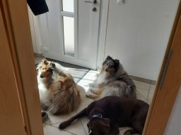 alle_hundefotos