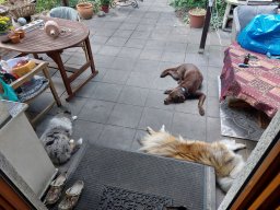 alle_hundefotos