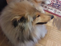alle_hundefotos