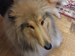 alle_hundefotos