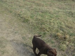 alle_hundefotos