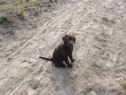 alle_hundefotos