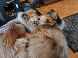alle_hundefotos