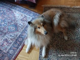 alle_hundefotos