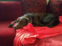 alle_hundefotos
