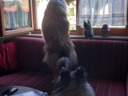 alle_hundefotos