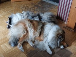 alle_hundefotos