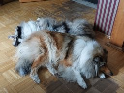 alle_hundefotos