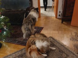 alle_hundefotos