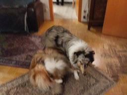 alle_hundefotos