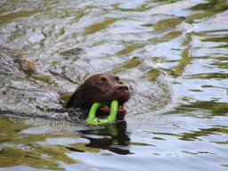 alle_hundefotos