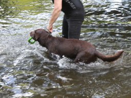alle_hundefotos