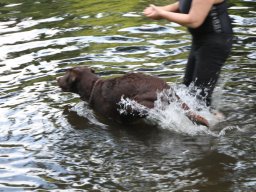alle_hundefotos