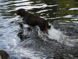 alle_hundefotos