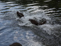 alle_hundefotos