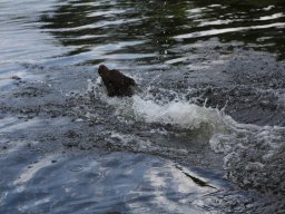 alle_hundefotos