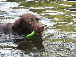 alle_hundefotos