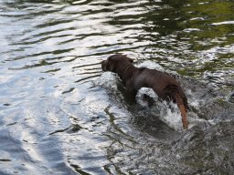 alle_hundefotos