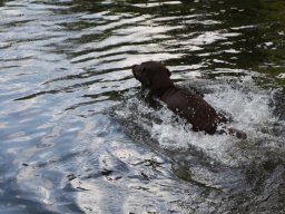 alle_hundefotos