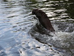 alle_hundefotos