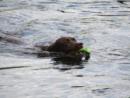 alle_hundefotos