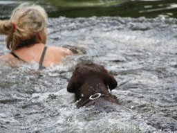 alle_hundefotos