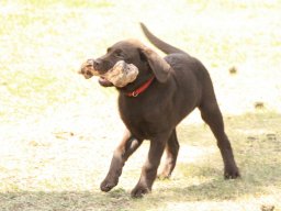 alle_hundefotos