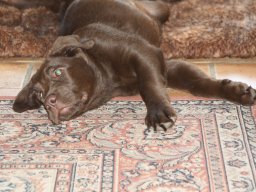 alle_hundefotos