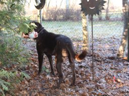 alle_hundefotos