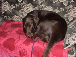 alle_hundefotos