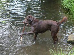 alle_hundefotos