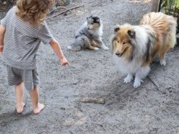 alle_hundefotos