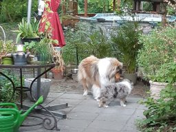 alle_hundefotos