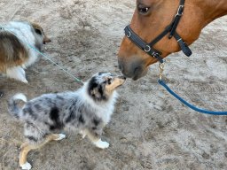 alle_hundefotos