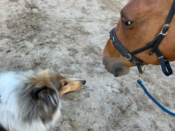 alle_hundefotos