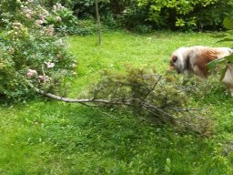 alle_hundefotos