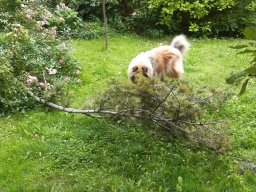 alle_hundefotos