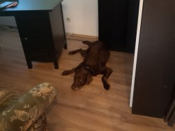 alle_hundefotos