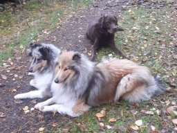 alle_hundefotos