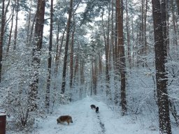 alle_hundefotos