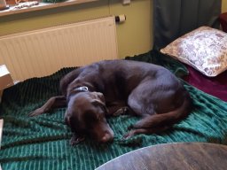 alle_hundefotos