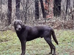 alle_hundefotos