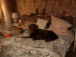 alle_hundefotos