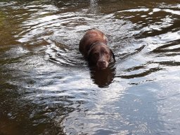 alle_hundefotos